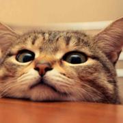 alen_boby的个人资料头像