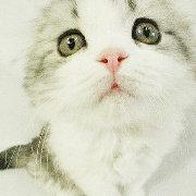 peachtingting的个人资料头像