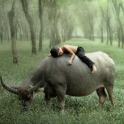 asds的个人资料头像