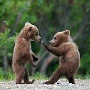 吾是锋子的个人资料头像