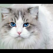 gordon官的个人资料头像