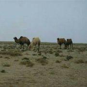 大鲲同学的个人资料头像