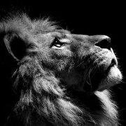 奥西里斯的个人资料头像