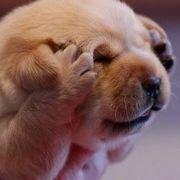 大头猩星的个人资料头像