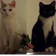 猪猪小黑的个人资料头像