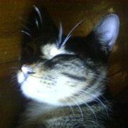 Mmiang的个人资料头像