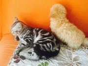 pmathticol的个人资料头像