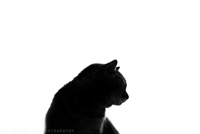 black-cat