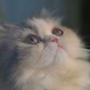 fzc_aspen1467267103000的个人资料头像