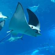 肖的个人资料头像