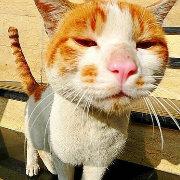 Acetyl_choline的个人资料头像