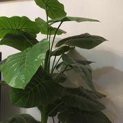 mzw2006的个人资料头像