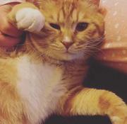 Bauyin的个人资料头像