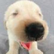 爱斯基摩傻兔子的个人资料头像