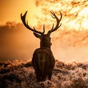 heartless丹的个人资料头像