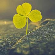 bliss王烜的个人资料头像