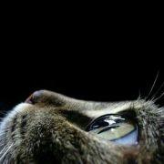 Jess_喵的个人资料头像