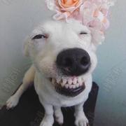 国内著名编程砖家的个人资料头像