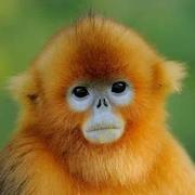 皮蛋瘦肉粥的个人资料头像