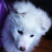 asfman的个人资料头像