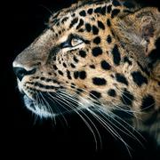 愤怒的老鸟的个人资料头像