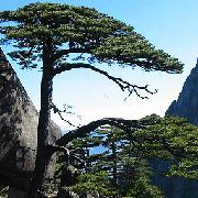 网松的个人资料头像