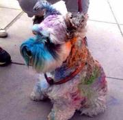 发发发光头的个人资料头像