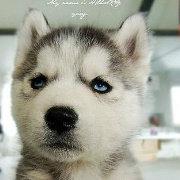 AirheadCat的个人资料头像