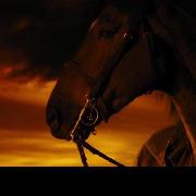 星尘泓羽的个人资料头像