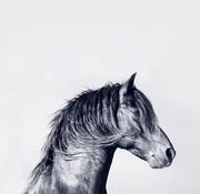 Backtosea的个人资料头像