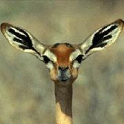 LauSyu蓝的个人资料头像