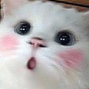 橙子得cheng的个人资料头像