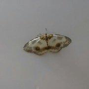 珍珠提子的个人资料头像