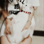 艾依酱的个人资料头像