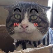 bibibobo的个人资料头像