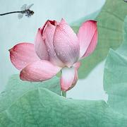 yxl_happy的个人资料头像