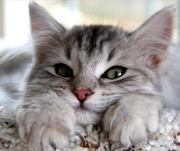 FLYone的个人资料头像