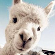 那年的个人资料头像