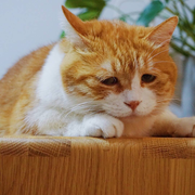 JoyQAQ的个人资料头像