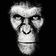 apemost的个人资料头像