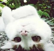 回眸一笑百媚生的个人资料头像