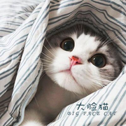 深情滴猫的个人资料头像