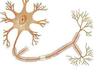 生物学上的神经元结构示意图