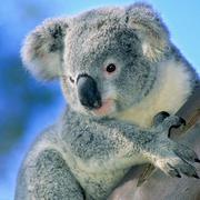 hjcasd的个人资料头像