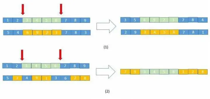 基因交叉示例图