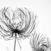 许愿泽泽的个人资料头像