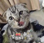 毵毵肆肆的个人资料头像