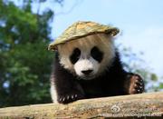 技术匠心的个人资料头像