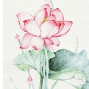 朝看梨花暮看雪的个人资料头像