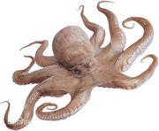 谁愿真善而后美的个人资料头像